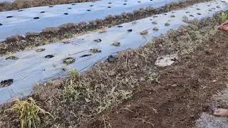 STEP-BY-STEP RICE SEED PLANTING HACK EVERY FARMER SHOULD KNOW!! -Agriculture Farming