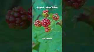 Apple ProRes Log is not a Gimmick 🔥4xZoom🤯#applelog #shorts #shotoniphone
