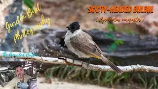 Amazing Garden Birds of Thailand  | The Sooty-headed Bulbul (Pycnonotus aurigaster)
