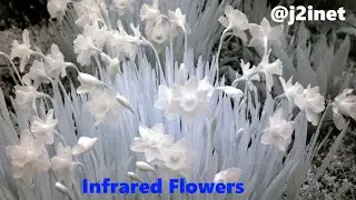 First Infrared Photograph | j2i.net