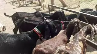 Sojat, Beetal, Sirohi Female By NR Goat Farm Ajmer Rajasthan 8279245284