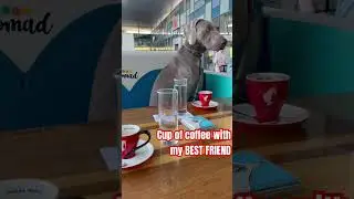 Art the Weimaraner coffee lover #dog #funnypuppy #puppy #new #weimaraner #viral #shortvideo #love