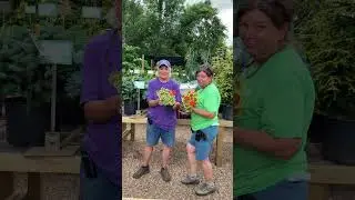 Shady Ladies are opening a can of worms!