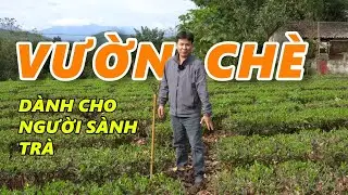 Trà Thái Nguyên Tôm Nõn dành cho Người Sành Trà được làm từ vườn này