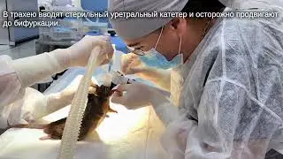 Бронхоальвеолярный лаваж у крысы