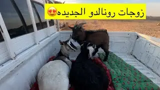 جبنا زوجات لـرونالدوو 🐐🐐😍😂