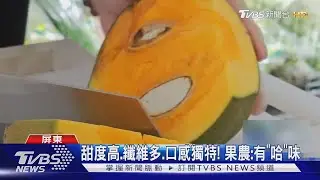 屏東九如推新品種「椰柿」果農曝:有「哈」味｜TVBS新聞 @TVBSNEWS01