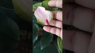 තවත් වටිනම පොඩි පැල පැකේජ් 2ක් 0772448684