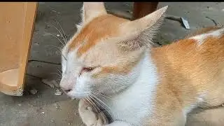 🐱 Bhilai 😺 Bhilai video 🐱 bhilai meow  || cute Bhilai || cat 🐱