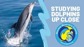 Dr Kelly Jaakkola Dolphin Research | NBTI