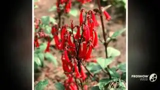 Phygelius - garden plants