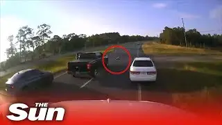 Turtle causes traffic jam leading to crash on Florida highway