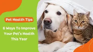 6 Ways To Improve Your Pet's Health This Year