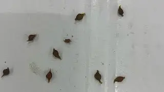@كيفيه اكثار دود الكمبوست في الصيف  @شرانق دود الكمبوست @الزاحف الافريقي ٠٠٢٠١١٢٥٤٤١٨٩٥ ده رقمى