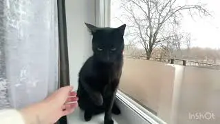 How I arranged relocation for my cat from UAE to Ukraine, some information about pet relocation
