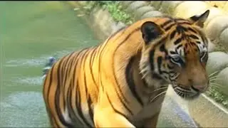 Tiger Unique Behavior When Bathing at the Zoo