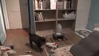 Bedtime Demand Barking