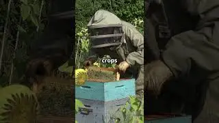 Vanishing Honeybees: What&rsquo;s Killing Our Pollinators?!