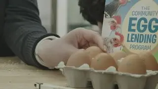Программа кредитования яиц для местного сообщества