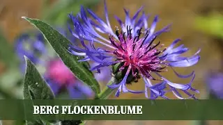 Blütenmeer und Insektenparadies - die Berg Flockenblume