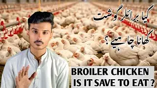 BROILER CHICKEN IS IT SAFE TO EAT ?|| EXPLAIN BY MK COMMUNITY ||