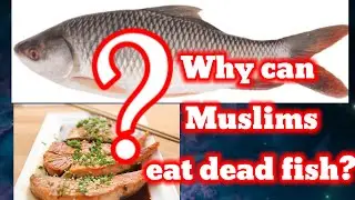 Why Muslims Can Eat Dead Fish? | Islamic Rule @usislam786#islam #islamicteachings #facts #muftimenk 