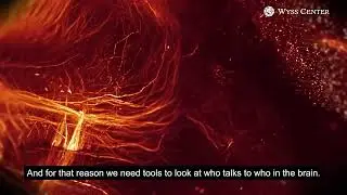 Revealing 3D anatomy with lightsheet microscopy (2021)