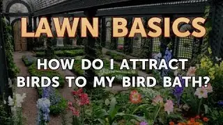How Do I Attract Birds to My Bird Bath?