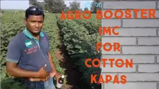 IMC Agro Booster cha Result on Cotton/Kapashi