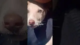 Pov : when you realised Indies are not just an ordinary breed.#indiedogs #love
