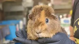 Guinea Pigs!!!!!!!!!!!