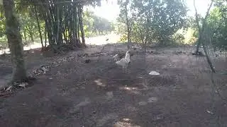 Training rooster 