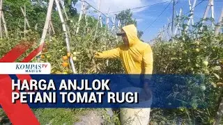 Harga Tomat Anjlok Petani Rugi