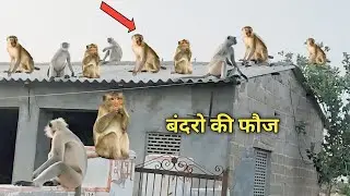 बंदरों ने कर दिया परेशान 😡😡😡😡😡😡