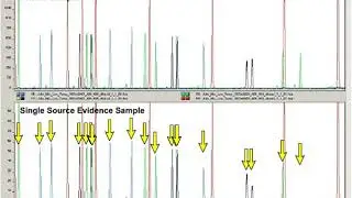 animation that shows an example of the stochastic effect