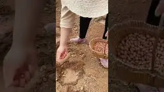 Farming Techniques  Planting Peanuts On The Farm #agriculture #satisfying #short