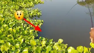 Traditional Hook Fishing in Beel | Massive Native Fish Surprise!