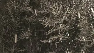Arrowood - The Spirit