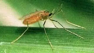 Rice Gall Midge : Important pest of Rice🌾🌾🌾