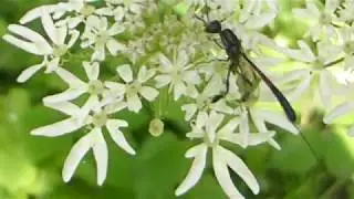 Parasitic Wasp - Gasteruption jaculator  - Sn&iacute;kjuvespur - Geitungar - Flugur
