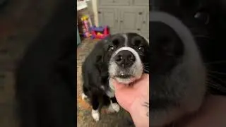 Sensitive Dog