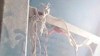 مدشه لإنتاج الاعلاف/من الذره الصفراء، توثيق