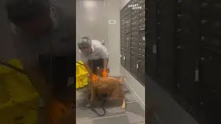 Adorable Dog Loves the Cleaning Lady: Heartsome Bond with the Vacuum Sound || Heartsome 💖