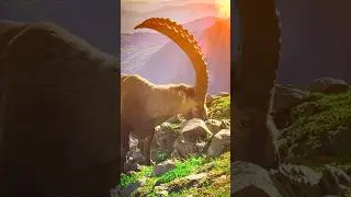 Alpine ibex 📌 #viralvideo #shorts #amazing #amazon #wildlife #goat