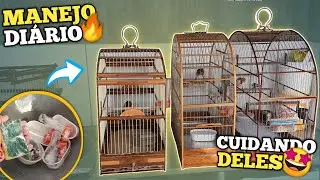 😍 CUIDANDO DOS PASSARINHOS PELA MANHÃ!!! (Papa capim, galo de campina, tico tico e azulão)