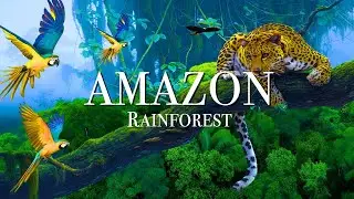🌿 Amazon Rainforest Wildlife | World&rsquo;s Largest Jungle with Calming Nature Sounds & Relaxing Music