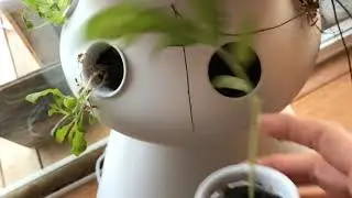 Propagating Tomatoes by Root Cuttings in Hydroponic System//from Campbell&rsquo;s Freedom Farm