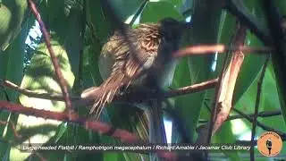 Large-headed Flatbill - Ramphotrigon megacephalum