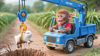 Monkey NaNa&rsquo;s Farm Adventure: He Saves a Poor Rabbit at the Dragon Fruit Garden! &ndash; coco MONKEY LIFE 