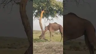 Camel's view in desert of thar #amazing #animals #camel #travelcamel #trending  #wildlife #nature